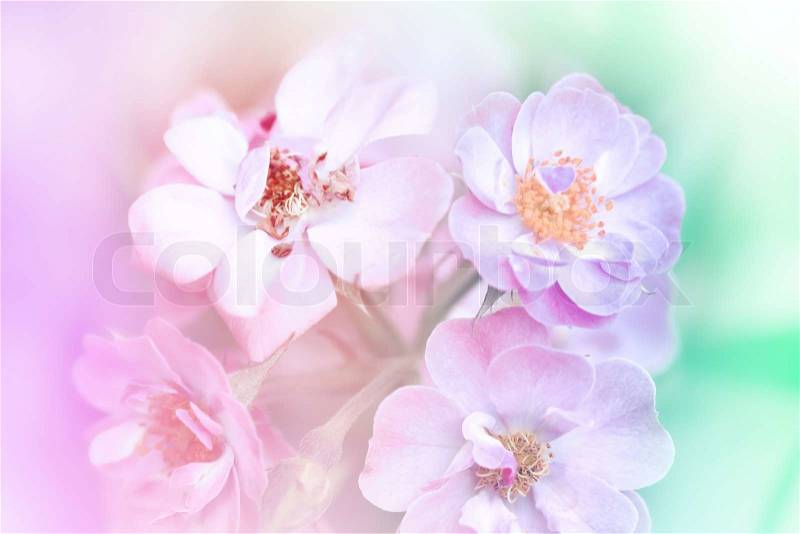 Rose bush with lots of pink roses blossom, stock photo