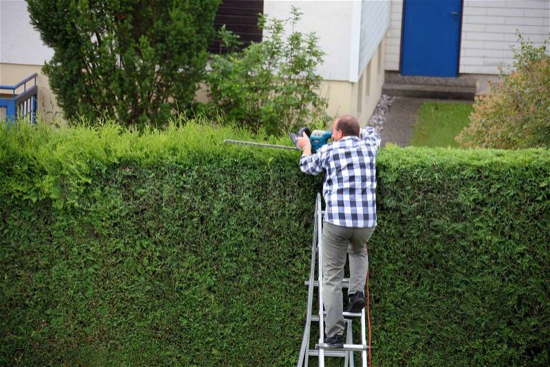 Man cuts his hedge with a hedge trimmer, stock photo