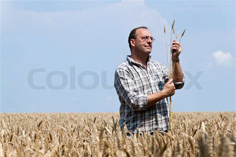 A farmer - Farmer in the cereal box. Examined the grain, stock photo