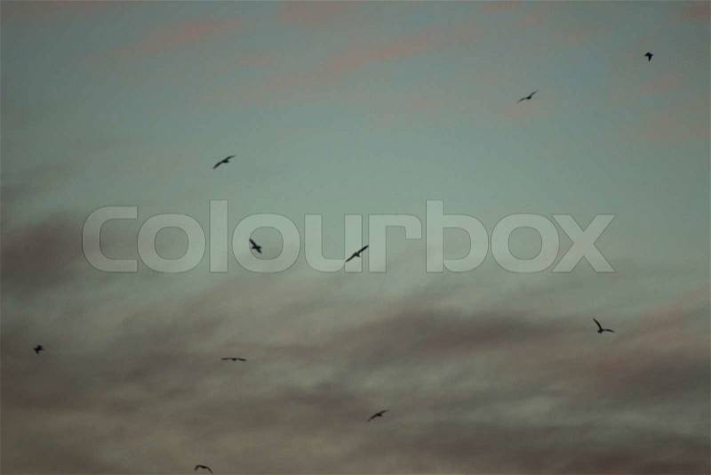 Birds flying in sky clouds sunset evening colors, stock photo