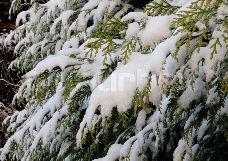Snow covered branches of evergreen thuja in winter, stock photo