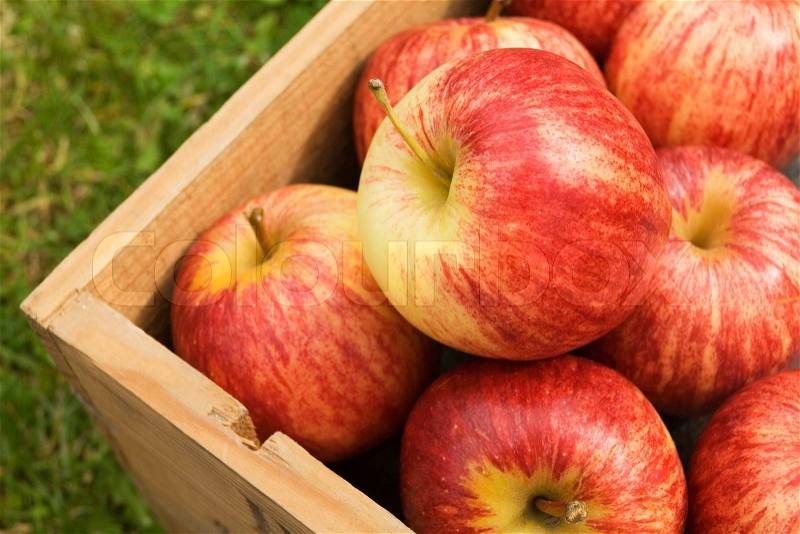 Box Of Freshly Picked Gala Apples, stock photo