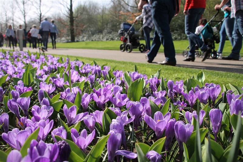 The people walk along the wonderful purple blooming crocuses in the park in the spring, stock photo