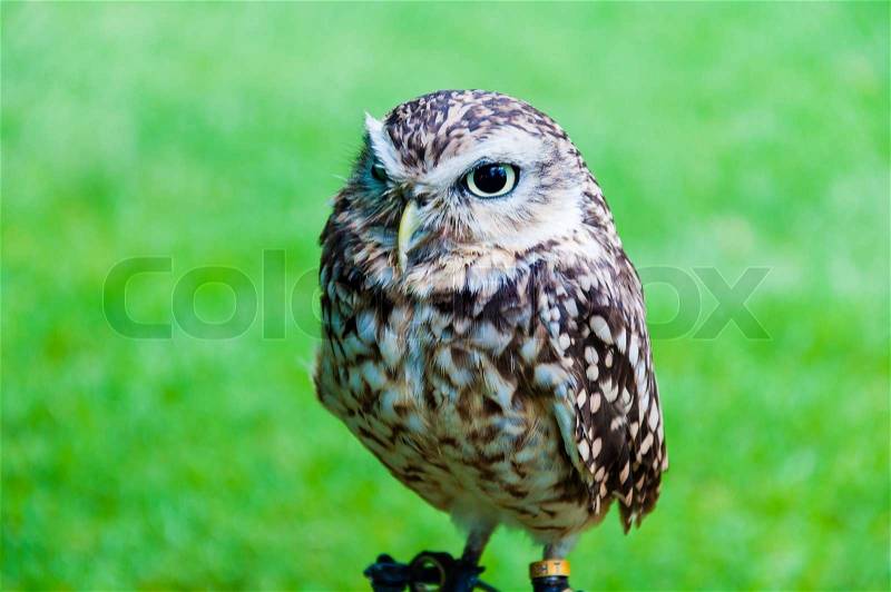 Close up portrait of little Owl against green background, stock photo