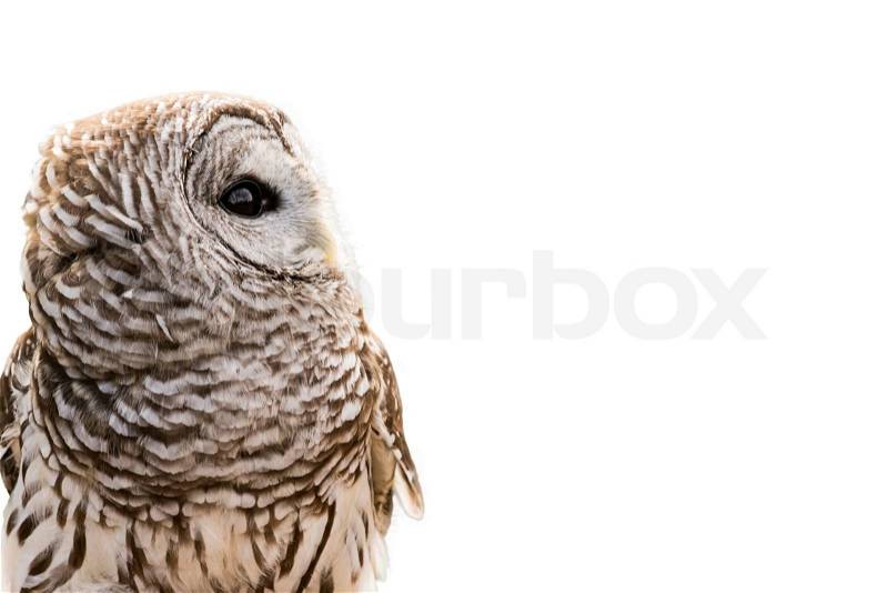 Close-up of a Barred Owl isolated on a white background. The Barred Owl is primarily a bird of eastern and northern U.S. forests, stock photo
