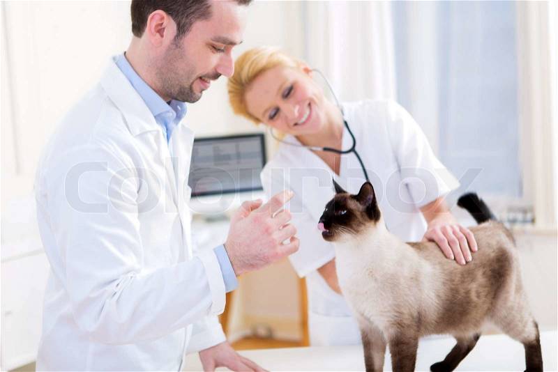 View of Two attractives veterinary surgeons examine a cat, stock photo