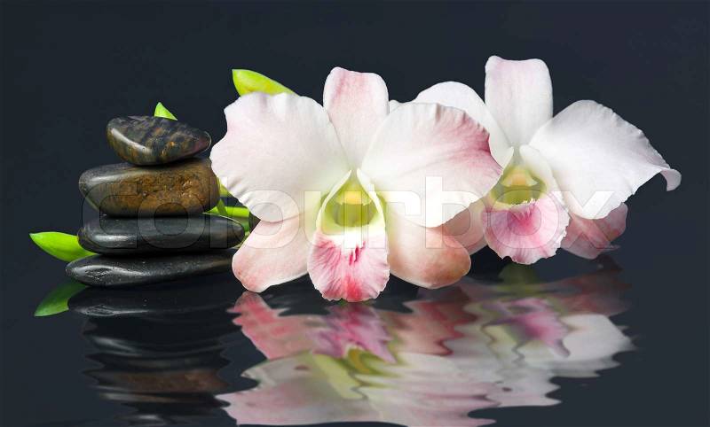 Orchis and hot stones Wellness and Spa Image,dark background, stock photo