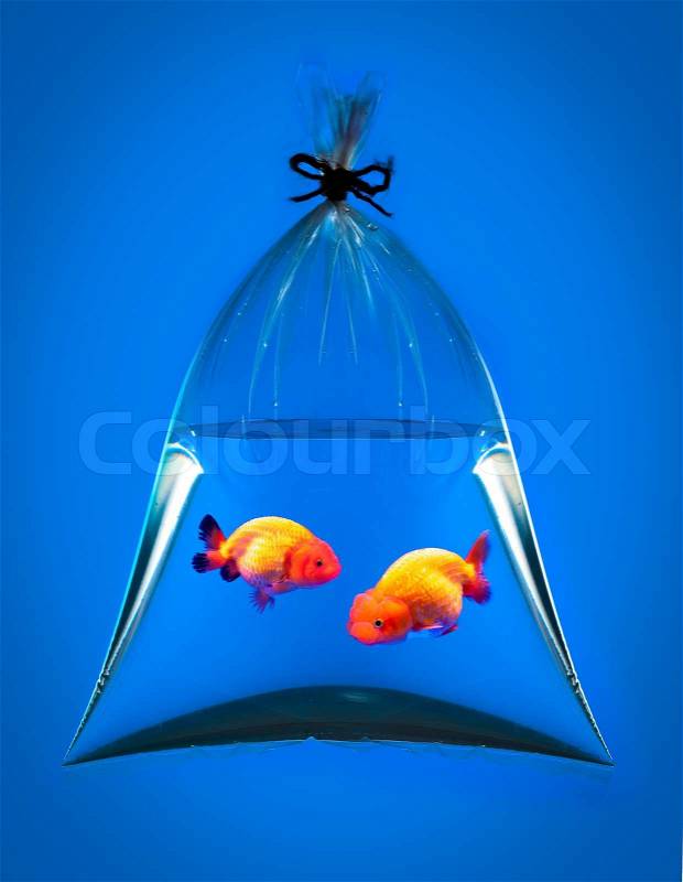 Goldfish in plastic bag on blue background, stock photo