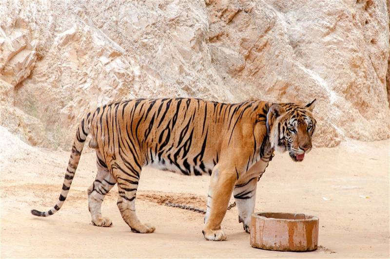 Beautiful specimen of bengal tiger at the Tiger Temple in Kanchanaburi, Thailand, stock photo