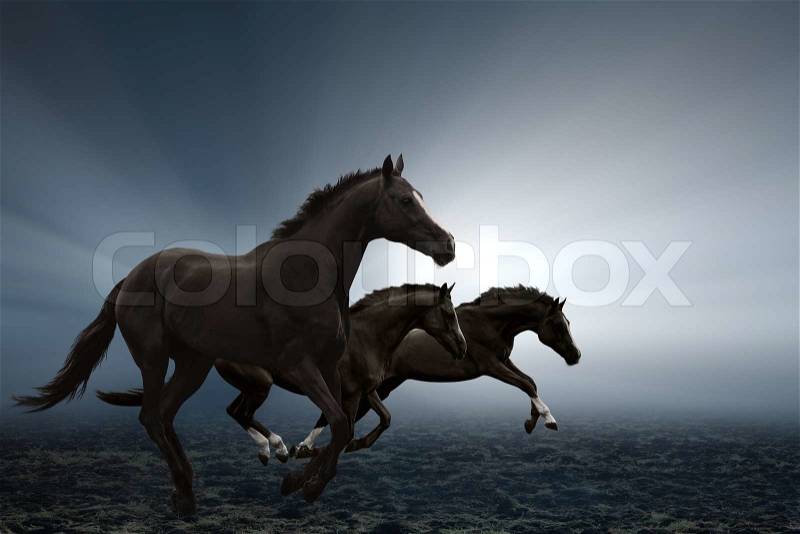 Three black horses running on field, bright light shines through fog, stock photo
