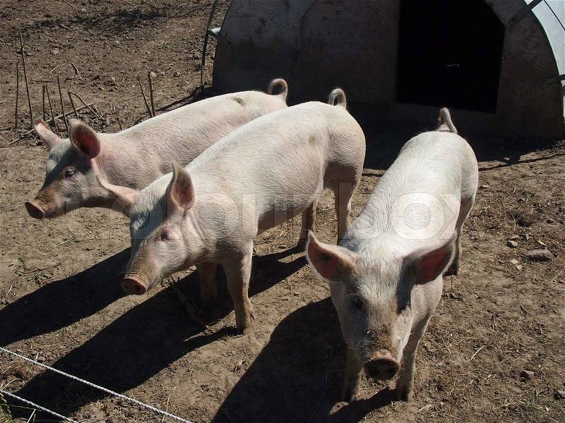 Three small organic free-range pigs in Jutland, Denmark, stock photo