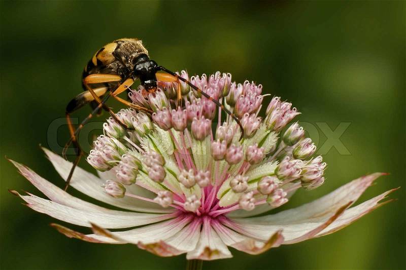 Long horned beetle eating nectar fron an astrantia flower, stock photo