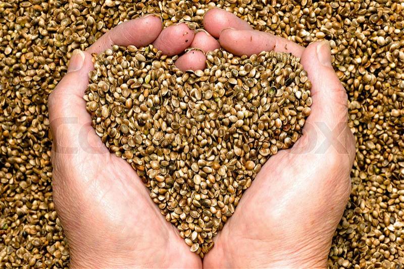 Hemp seeds successfully by womans hands , shaping a heart , with hemp seeds in the background, stock photo