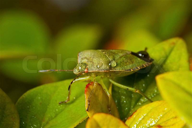 Green shieldbug with rain drops on the back, stock photo