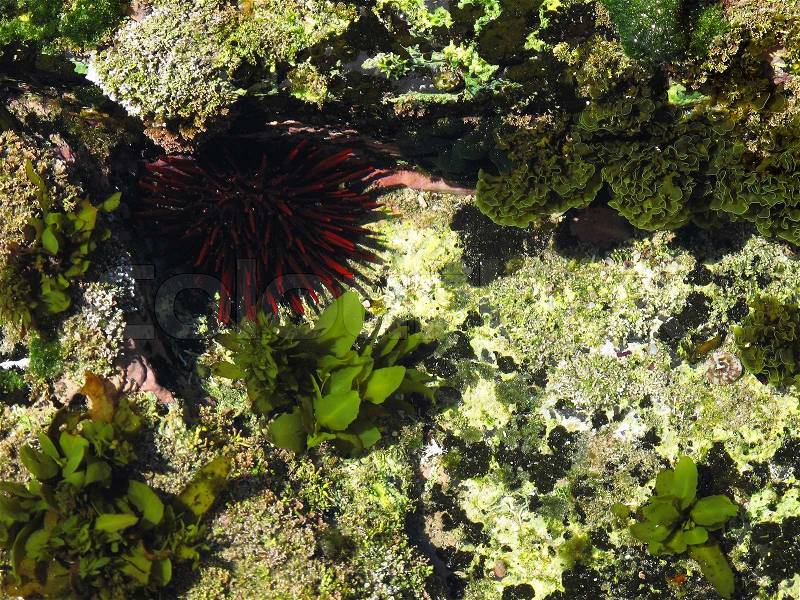 Sea Urchin in its natural habitat, echinoderm, stock photo