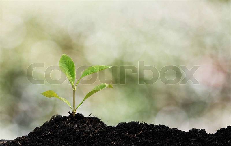 Tree plant grown, green background, stock photo