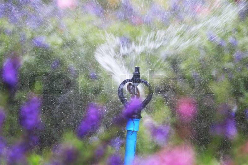 Close up water sprinkler spray watering, flower garden background, stock photo
