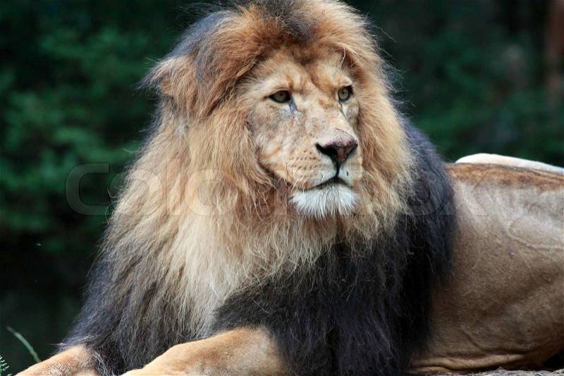 King the lion, stock photo