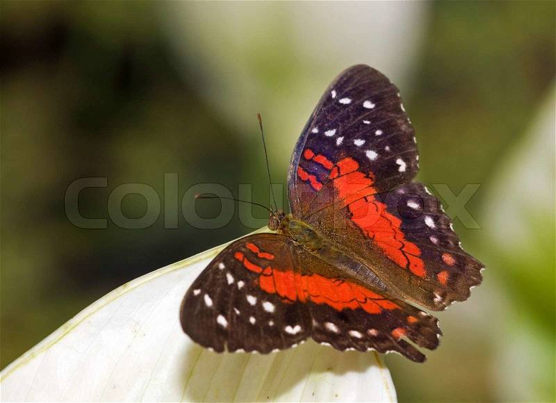 Butterfly in the butterfly garden in Goes,Holland, stock photo