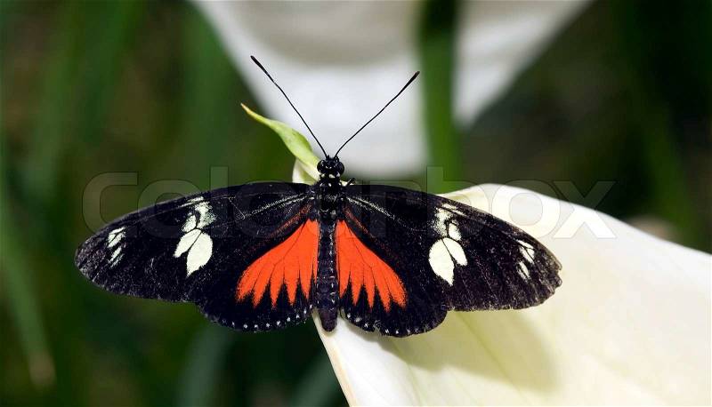 Butterfly on a white flower in the butterfly garden, stock photo