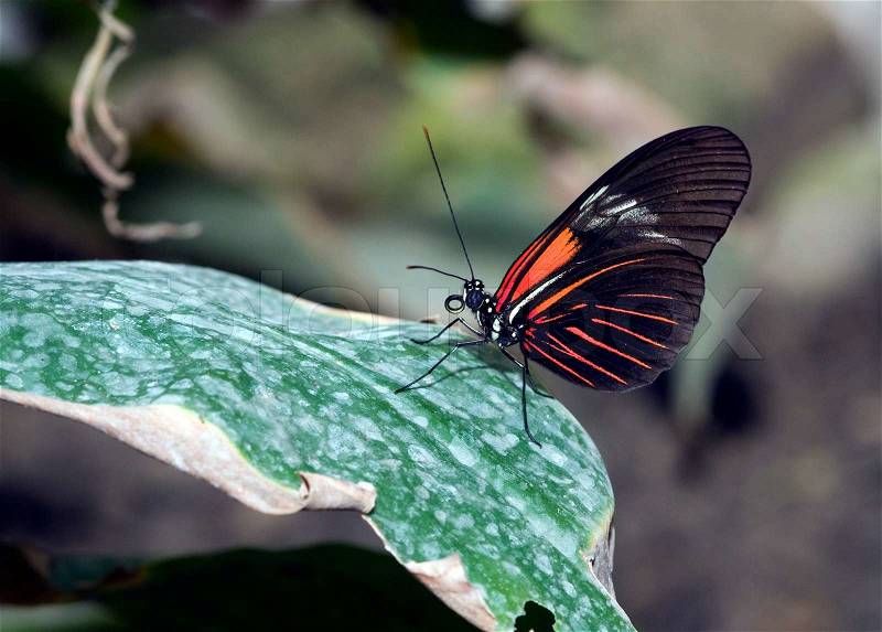 Orange Longwing dryas julia butterfly in the butterfly garden, stock photo