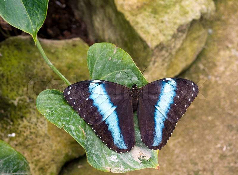 Morpho peleides butterfly in the butterfly garden Krammedamme, Holland, stock photo