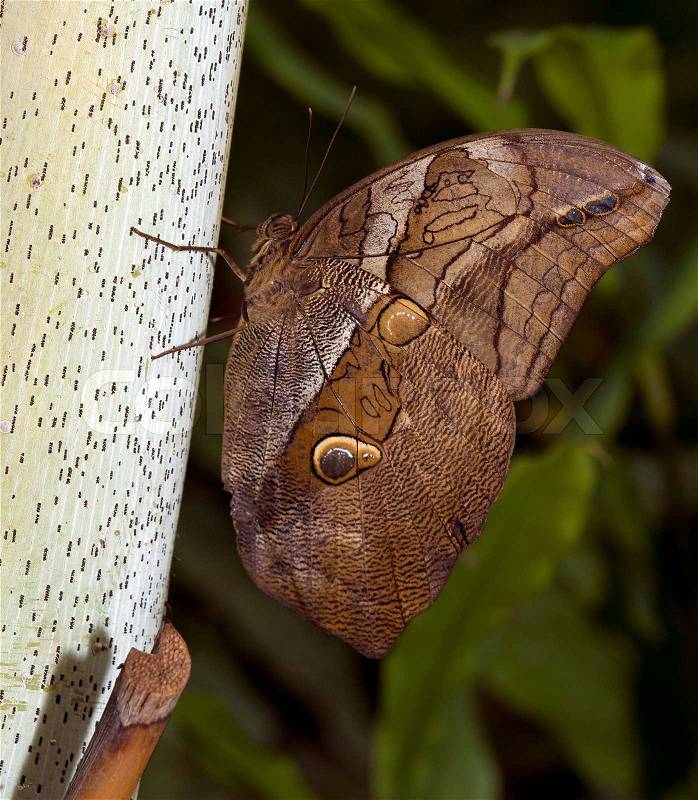 Owl butterfly in the butterfly garden in Holland, stock photo