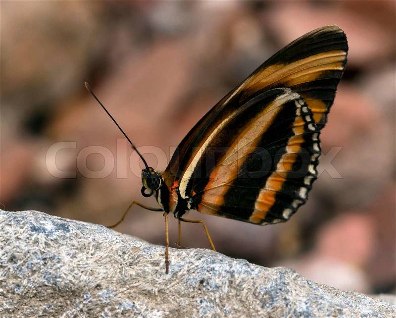 Beautiful butterfly in the butterfly garden in Goes, Holland, stock photo