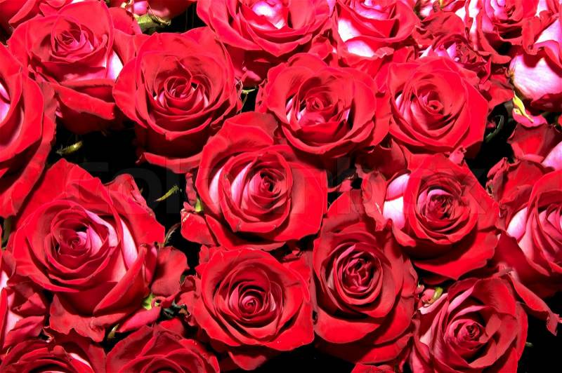 Background of fresh flowers buds of red roses, stock photo