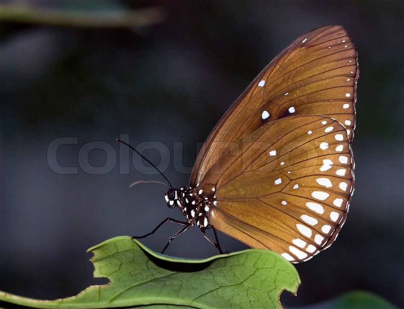Butterfly on a green leaf in the butterfly garden, stock photo