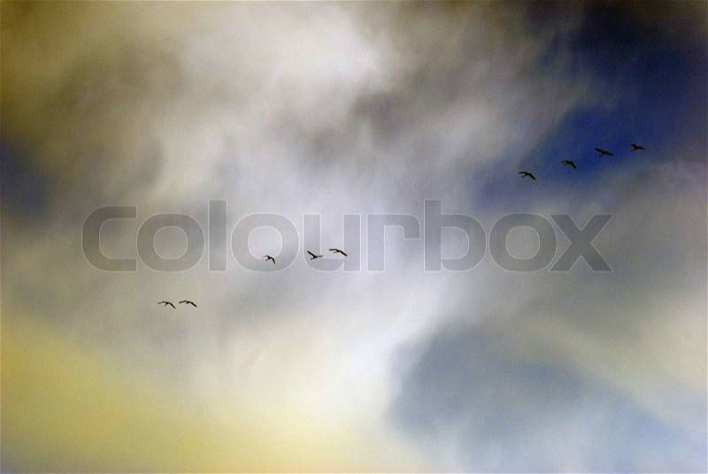 Swans flying in formation high up in winter sky, stock photo