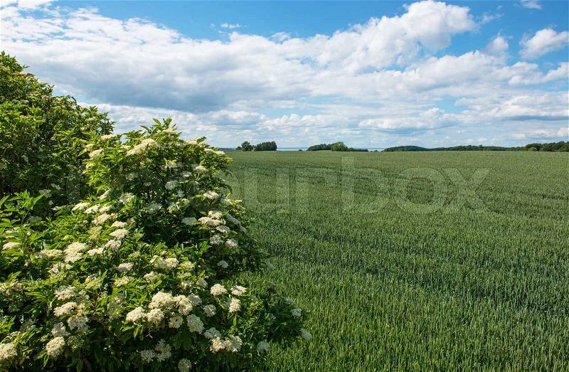 Flowering elderberry trees at the edge of a wheat field and fjord views, stock photo