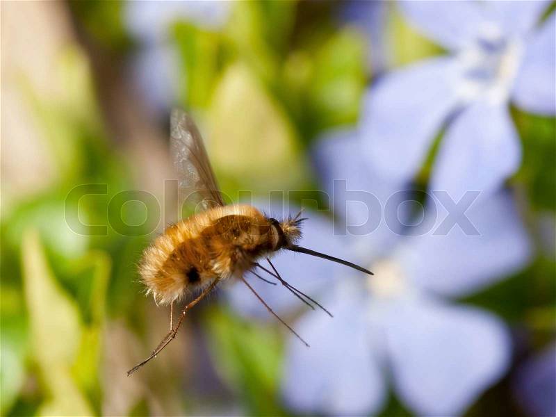 The strange bee fly in the air , with a flower in the background, stock photo