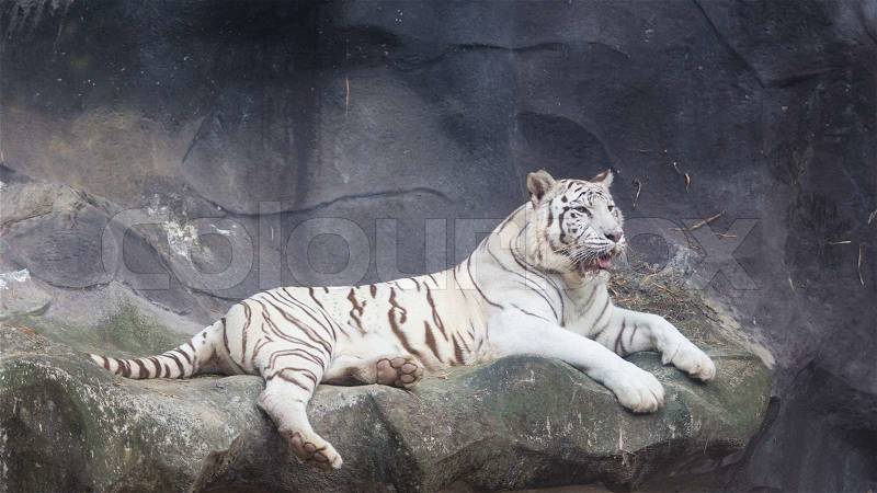 White Bengal Tiger lay down on the cliff, stock photo