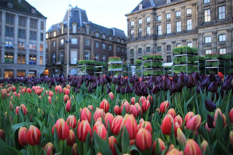 National Tulips Day and you pluck tulips for free at the Dam Square in Amsterdam in January, stock photo