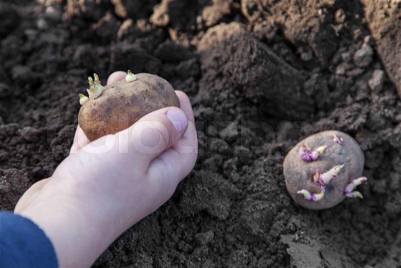 Child hands planting potato tubers into the soil, stock photo