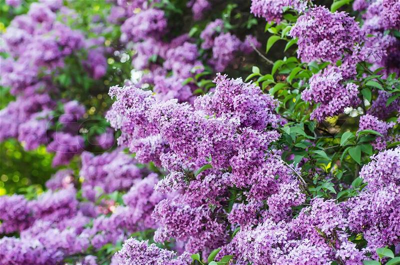 Branch of lilac flowers with the leaves, floral natural background, stock photo