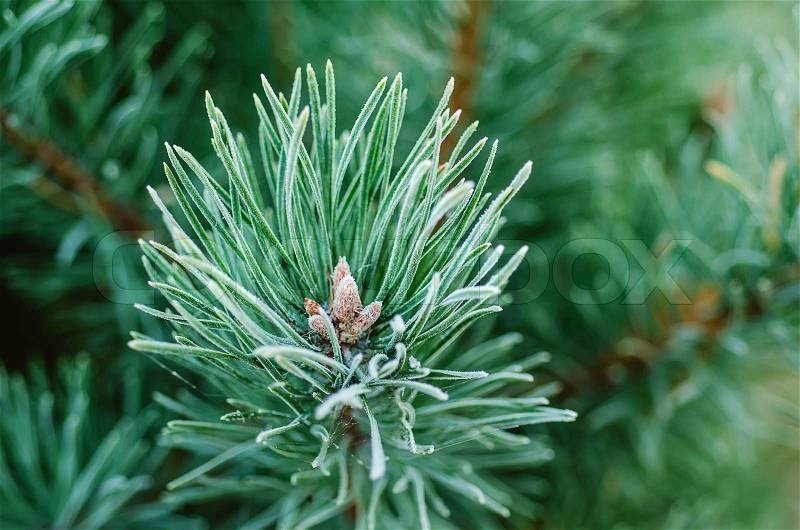 Background from pine iced tree branches with morning frost, seasonal holiday image, stock photo