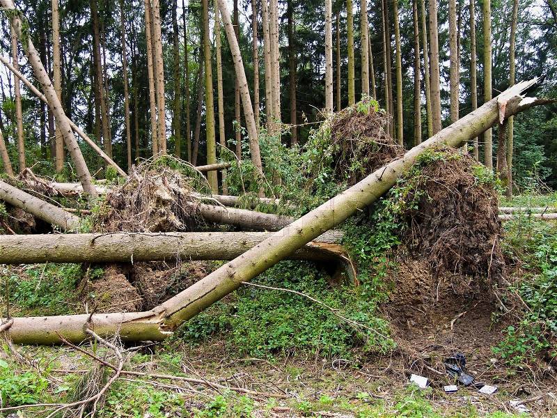 Storm damage. Fallen trees in the forest after a storm, stock photo