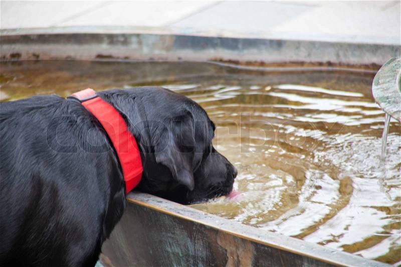 Dog drinking water in a fountain, stock photo