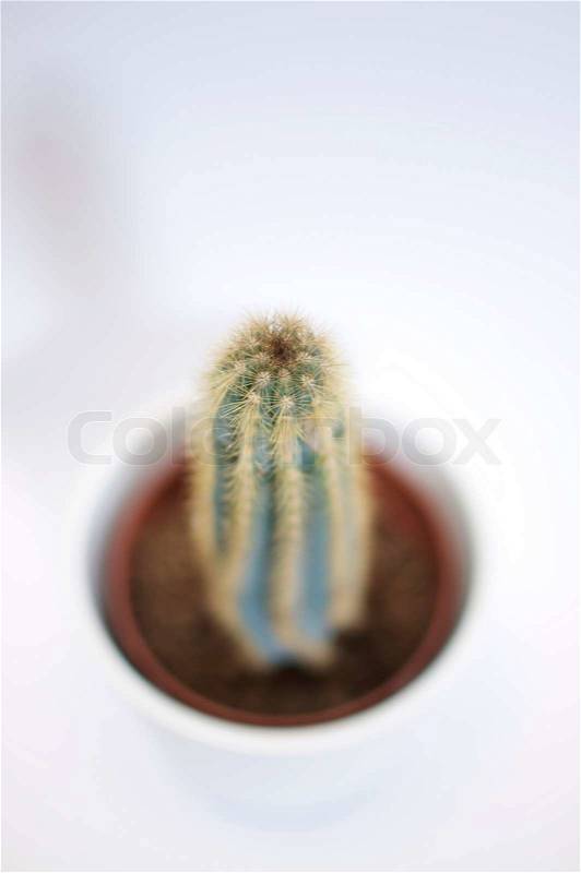 Stock image of 'cactus, cactus plant, vegetation'
