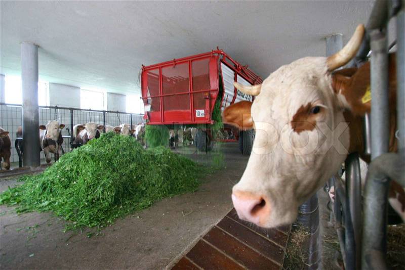 A cow in their barn. Representative photo of Agriculture and Animal Husbandry, stock photo