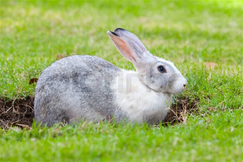 Gray and white rabbit digs a hole on green grass meadow, stock photo