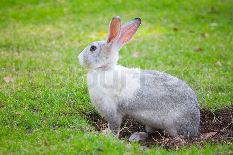 Gray and white rabbit sitting on green grass and digs a hole, stock photo