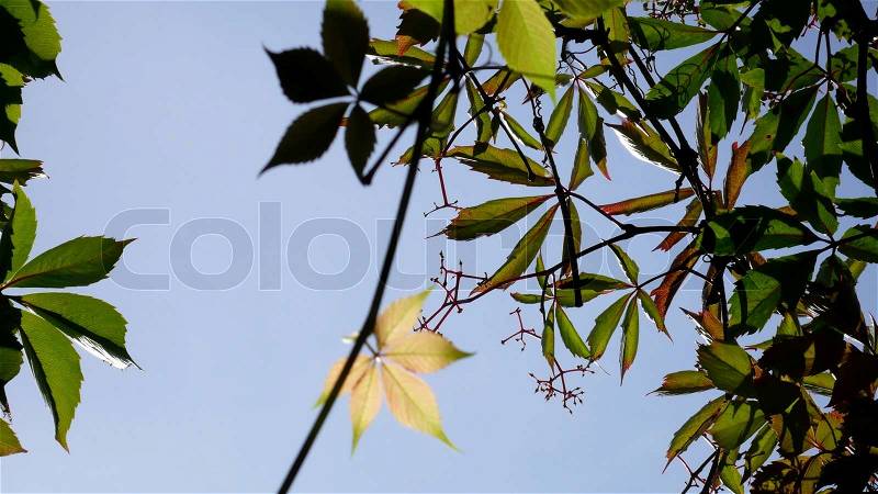 A lone yellow leaf amidst green, fresh ones, stock photo