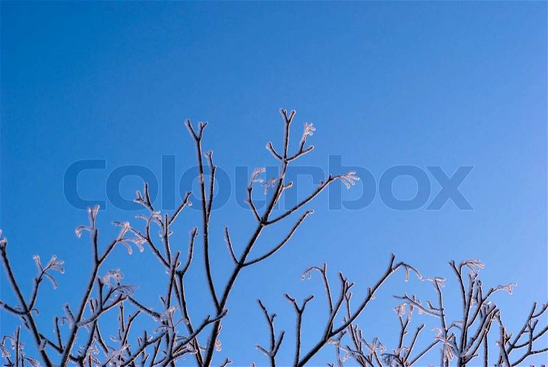 Beautiful frozen winter plant sky blue and close up, stock photo