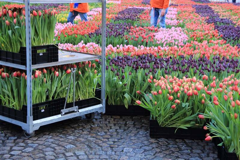 Two volunteers work in the garden of many free tulips in wonderful colours at the Dam Square in Amsterdam in January, stock photo