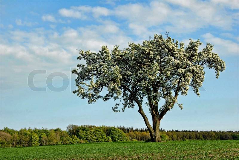 Lone tree. Flowering Pear Tree, stock photo