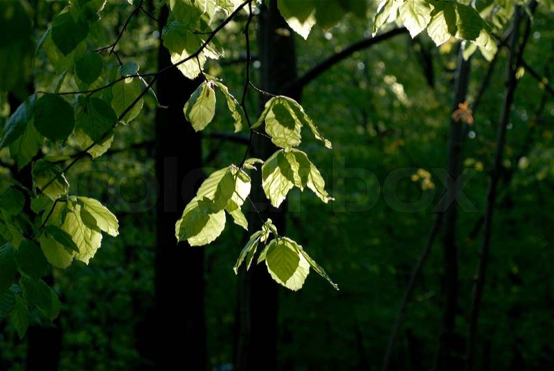 Green leaves with sun from behind. Springtime in a Danish forest, stock photo