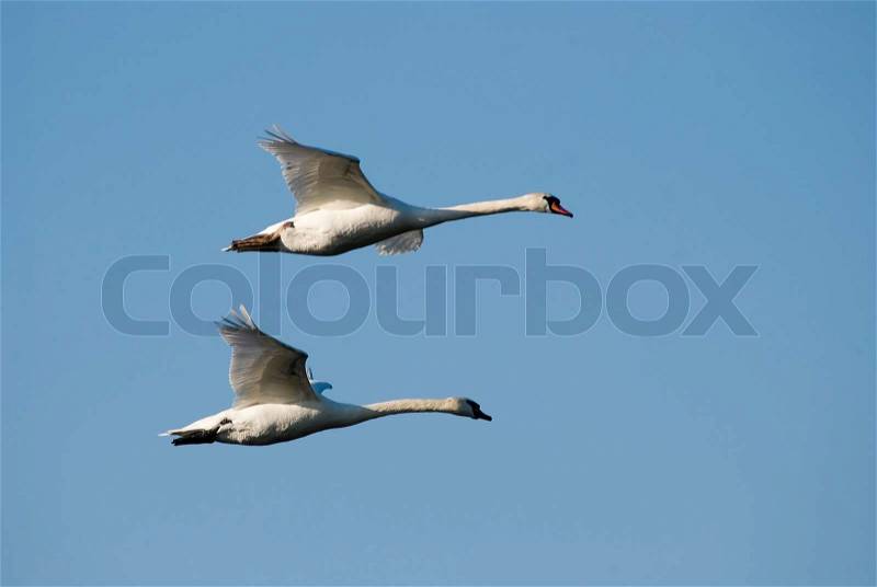 Two flying swan, stock photo